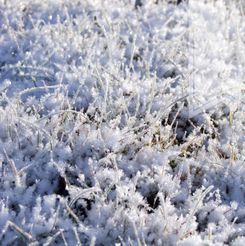 Frost gräs